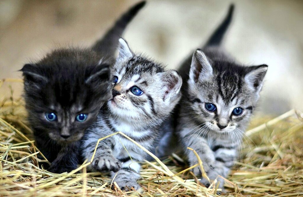 Le Parti Chaton Pour Lutter Contre Le Nationalisme Le Parti Chaton S Engage A Remplacer Les Futurs Drapeaux Francais Dans Les Salles De Classe Par Des Photos De Chats Cette Mesure