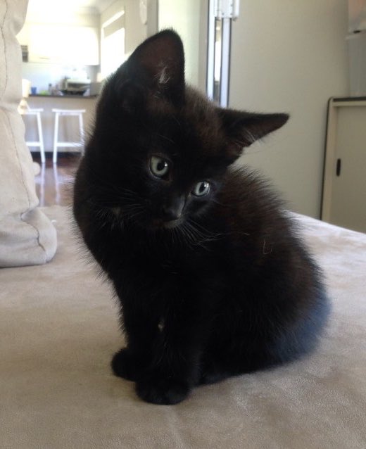 GossipRoomOff's tweet photo. Aujourd’hui aux États-Unis c’est le #BlackCatAppreciationDay ! Tous les chats noirs sont mis à l’honneur afin d’écarter les aprioris de malchance à leurs sujets, car ils ont tendance à être les derniers adoptés dans les refuges, alors qu’ils veulent simplement une famille. 🐾🌙 https://t.co/NoqUg0b4eH