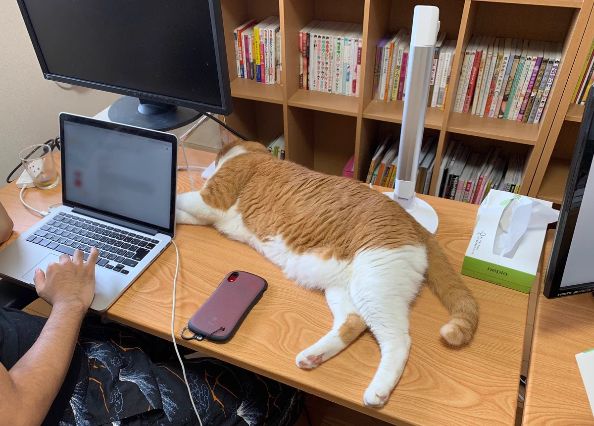 猫と暮らす。猫と暮らすなら、広いデスクの大切な場所も猫ちゃんに譲ってあげる広い気持ちが必要なんですね。