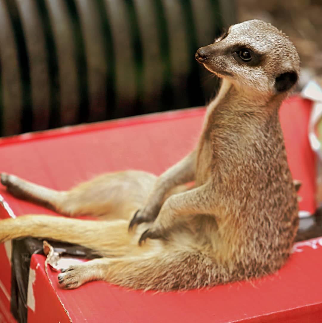 bbcsoutheast's tweet photo. There’s something ‘simples’ about this adorable snap of a meerkat. Thanks to Sarah Knight for sending it to us – it’s our #photooftheday 😍📷 https://t.co/j6asylxtwj