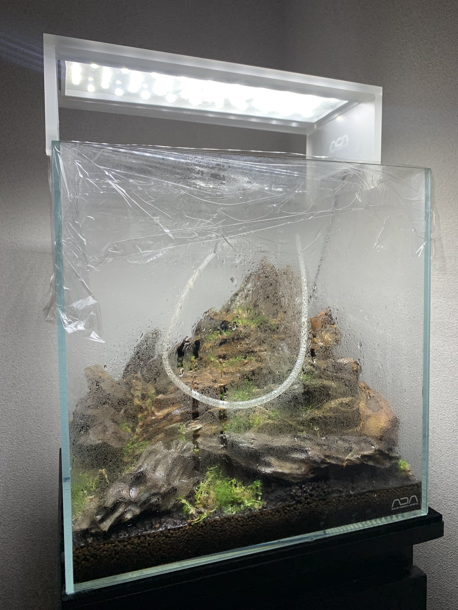 しゅん 丸目デルソル乗り その あとは霧吹きしまくってサランラップで完全密封して 水草育成用の強いledライトで1日10時間くらい照射してればok 数日に1回霧吹きするだけでニューラージパールグラスがぐんぐん成長する予定です 2 3 4枚目はネットで