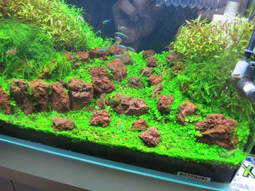 ニューラージパールグラスの特徴 水槽の印象が一気に変わる水草 ハリーのアクアリウム生活