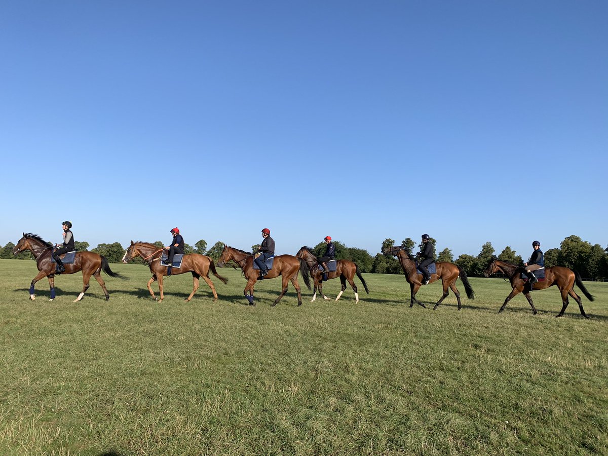MarcoBotti's tweet photo. The best way to start the weekend🏇🏻☀️ #gallopmorning #HorseRacing #earlyworm #sunnymornings #teambotti #TheWeekend https://t.co/O3f1N585Rp