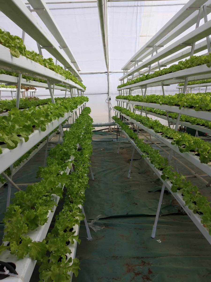 HyHarvest's tweet photo. Be-leaf it or not, this lettuce is growing vertically and without soil, By @HyHarvest a 100% woman owned agri-tech company based in the Sebokeng Township at  @VUT_Online Science and Technology Park. @djsbu @AConsortuim @Boity https://t.co/RR0lmiBGhn