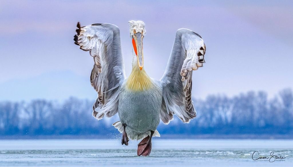 VanguardPhotoUK's tweet photo. Congratulations to #VanguardAmbassador Caron Steele on winning @BirdPOTY 2019 today with “Dancing on Ice”.
Check out Caron’s top tips for photographing wildlife here - https://t.co/RdpW79n3Mi
#VanguardTips https://t.co/ydiv1VIXpP