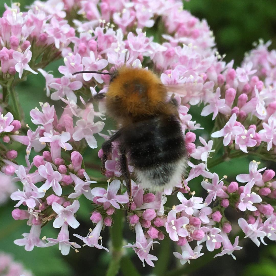Today marks World Honey Bee Day. As you might know, bees are endangered and we need them to keep our ecosystem intact. We love seeing bees in the Valley Gardens and often see all kinds of bees, including tree bees!