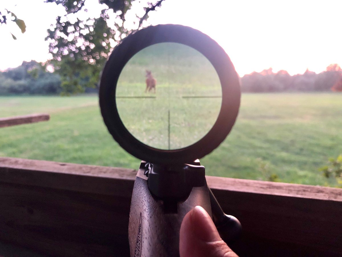 DrTURNS's tweet photo. #rehbrunft #bockjagd #deer #sunset #whitetail #oberpfalz #draussen #natur #outdoor #daheim #viech #tier #imwoid https://t.co/1c930HrNSH