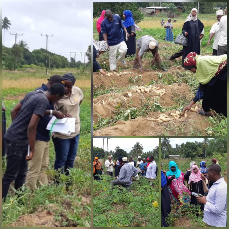 verauzo1's tweet photo. #FieldTraining #Zanzibar #Tanzania #EastAfrica #FCI #UWAMWIMA #ZARI @ACAI_IITA @IITA_CGIAR #partners conducted #RealTime #StepdownTraining on #SweetPotato harvesting in #CIS-VAL #bestFitPlantingPattern @verauzo1.@CynthiaTapera.@akinbooa.@ChibonaJoseph.@ezrashedracks.@BeitFarms https://t.co/URF6onQzvf