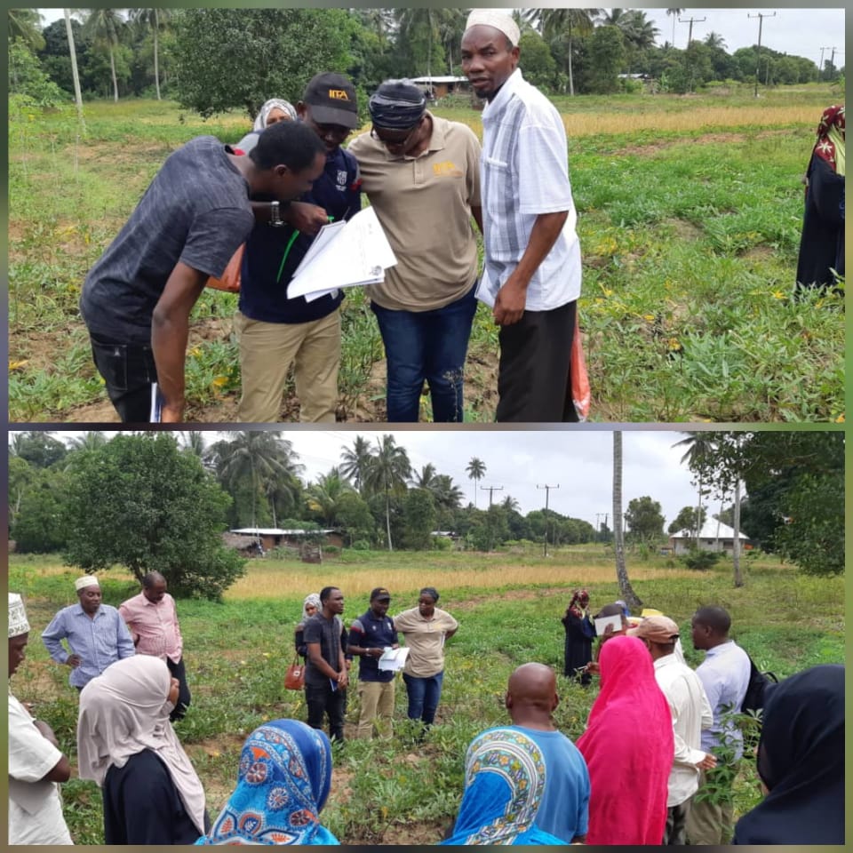verauzo1's tweet photo. #FieldTraining #Zanzibar #Tanzania #EastAfrica #FCI #UWAMWIMA #ZARI @ACAI_IITA @IITA_CGIAR #partners conducted #RealTime #StepdownTraining on #SweetPotato harvesting in #CIS-VAL #bestFitPlantingPattern @verauzo1.@CynthiaTapera.@akinbooa.@ChibonaJoseph.@ezrashedracks.@BeitFarms https://t.co/URF6onQzvf