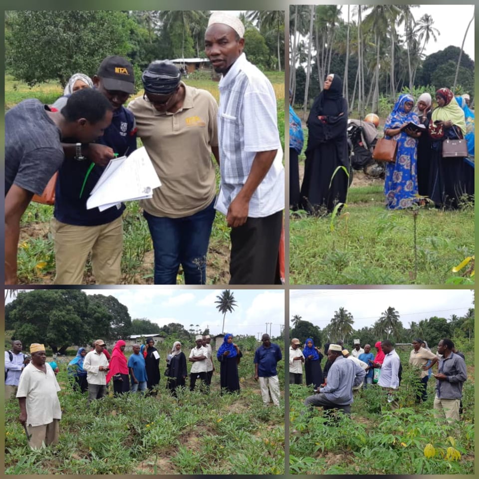verauzo1's tweet photo. #FieldTraining #Zanzibar #Tanzania #EastAfrica #FCI #UWAMWIMA #ZARI @ACAI_IITA @IITA_CGIAR #partners conducted #RealTime #StepdownTraining on #SweetPotato harvesting in #CIS-VAL #bestFitPlantingPattern @verauzo1.@CynthiaTapera.@akinbooa.@ChibonaJoseph.@ezrashedracks.@BeitFarms https://t.co/URF6onQzvf