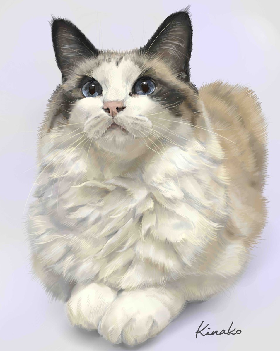 「ラグドール　イン　花畑」　猫、絵画 ラグドール イン 花畑」 猫、絵画