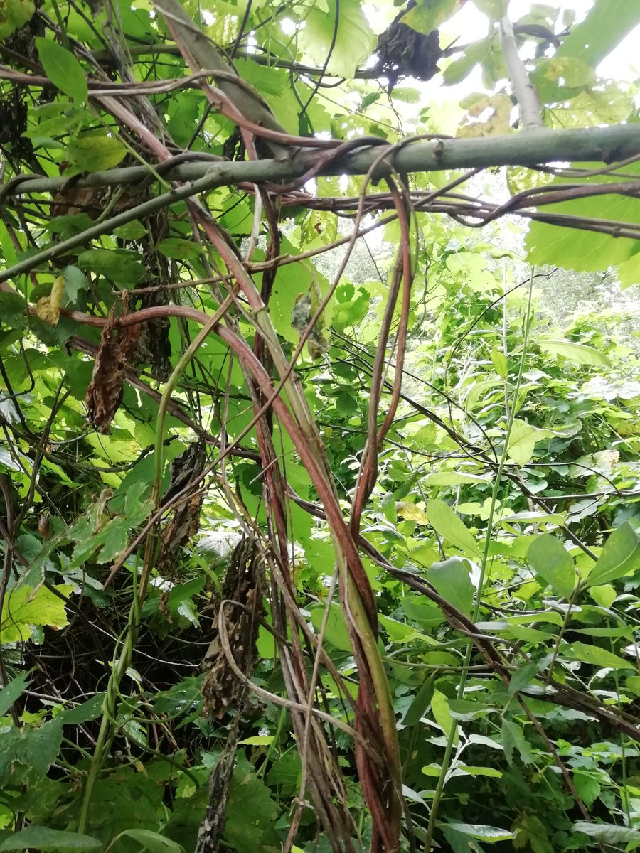 GielAndre's tweet photo. Natuurlogboek dag 11. Menig kpn-monteur kost het z'n baan als ie het zo achterlaat. Hier is het bijna kunst. #hop #bedrading #ivn @ivn_zwolle @IVNNederland https://t.co/KtcGyUVg0l