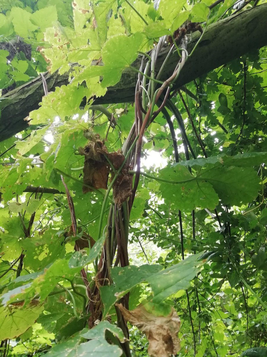 GielAndre's tweet photo. Natuurlogboek dag 11. Menig kpn-monteur kost het z'n baan als ie het zo achterlaat. Hier is het bijna kunst. #hop #bedrading #ivn @ivn_zwolle @IVNNederland https://t.co/KtcGyUVg0l