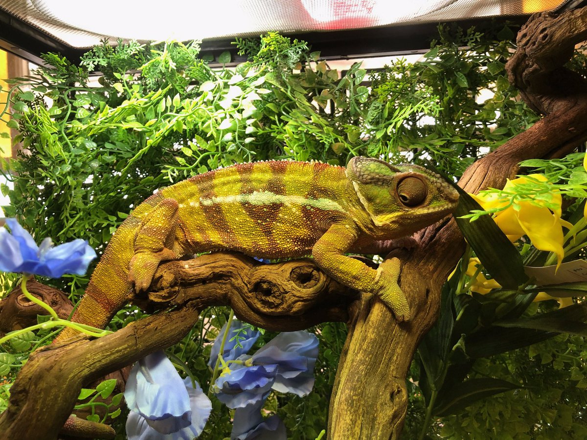 BPLReptileShop's tweet photo. All those attending Tatcon Blackpool this weekend, be sure to pop by and see our amazing display of #reptiles! 

#tatconblackpool #tatcon #reptile #reptiles #snake #reptileexpo #reptiledisplay #snakes #openday #reptileshow #blackpoolreptiles #bplreptiles https://t.co/zE6JUXKvLW