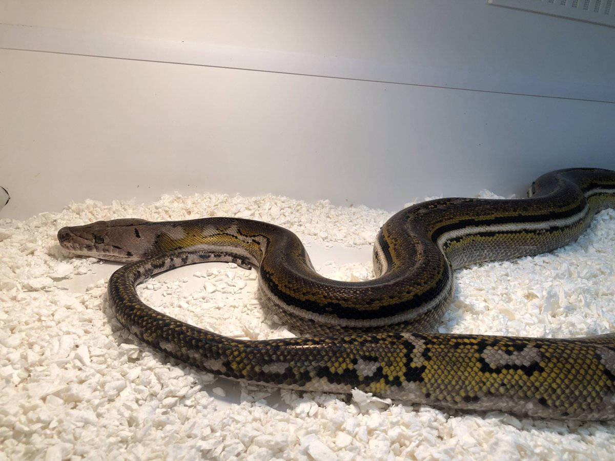 BPLReptileShop's tweet photo. All those attending Tatcon Blackpool this weekend, be sure to pop by and see our amazing display of #reptiles! 

#tatconblackpool #tatcon #reptile #reptiles #snake #reptileexpo #reptiledisplay #snakes #openday #reptileshow #blackpoolreptiles #bplreptiles https://t.co/zE6JUXKvLW
