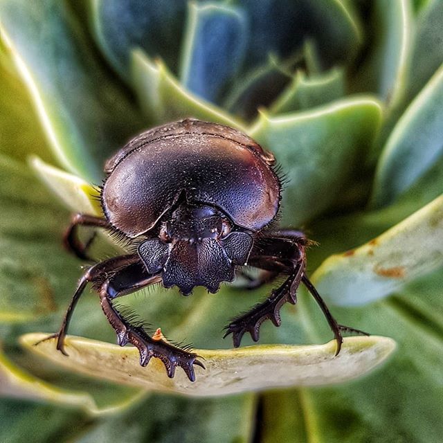 Gusox's tweet photo. Ya escarabajea el final .
.
. .
.
#insect #insect_addict #insectlovers #insectgram #insectguru #insects_macro #instainsect #macroinsect #insectos #insecte #verano #summer #travel #vacaciones #playa #season #season9 #season11 #cuffingseason #season6 #flor… https://t.co/QR0KMfvfVI https://t.co/18VDCiTFhD