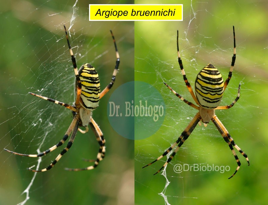 DrBioblogo's tweet photo. 1) Estos días, por la Península Ibérica, nos topamos con frecuencia con unas arañas muy llamativas del género / Argiope /
Por su diseño, suelen recibir el nombre de arañas tigre o arañas avispa ...
... y evocan nuestros temores sin motivo 🧐😉
mini #hilo #arañas #argiope https://t.co/ydNCq9JGff
