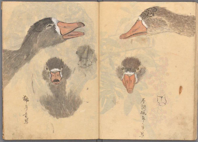 ニューヨーク公共図書館のスケッチブックアーカイブにあったの。作者はKondo, Ariyoshi 近藤有芳?
とても細密。コウモリやねずみ、とてもかわいい。 