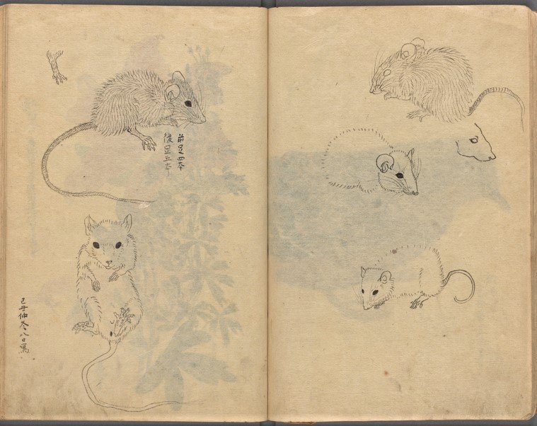 ニューヨーク公共図書館のスケッチブックアーカイブにあったの。作者はKondo, Ariyoshi 近藤有芳?
とても細密。コウモリやねずみ、とてもかわいい。 