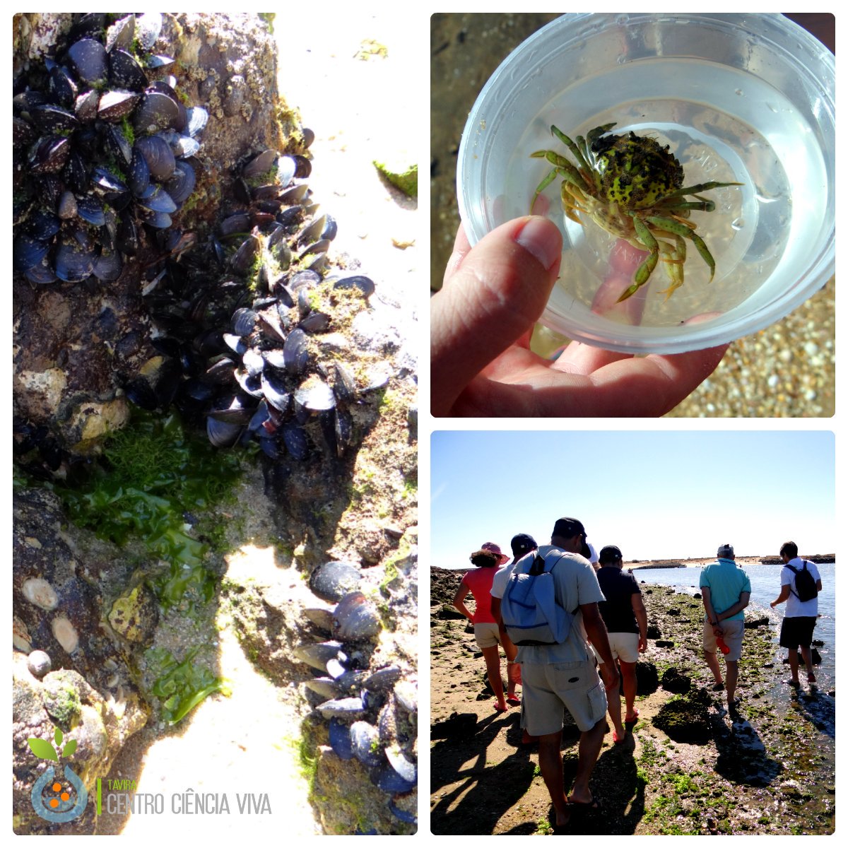 CCVTavira's tweet photo. #cienciavivanoverao: A #praia é ainda mais convidativa quando podemos explorar a #vida que permanece perto ou dentro de #água na maré baixa. Esta atividade irá repetir-se no dia 3 de #Setembro (inscrição obrigatória). +Info: https://t.co/iv9eOe5ie1 #cienciaviva #Algarve #Verão19 https://t.co/OM73QttIxA