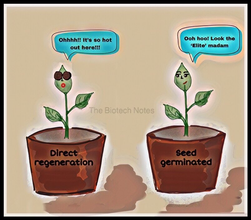biotech_notes's tweet photo. Micropropagation ( Part 2) https://t.co/pscVtoFpW2
#biotech #biotechnology #micropropagation #botany #science #thebiotechnotes #ptc https://t.co/fNRehFdQkH