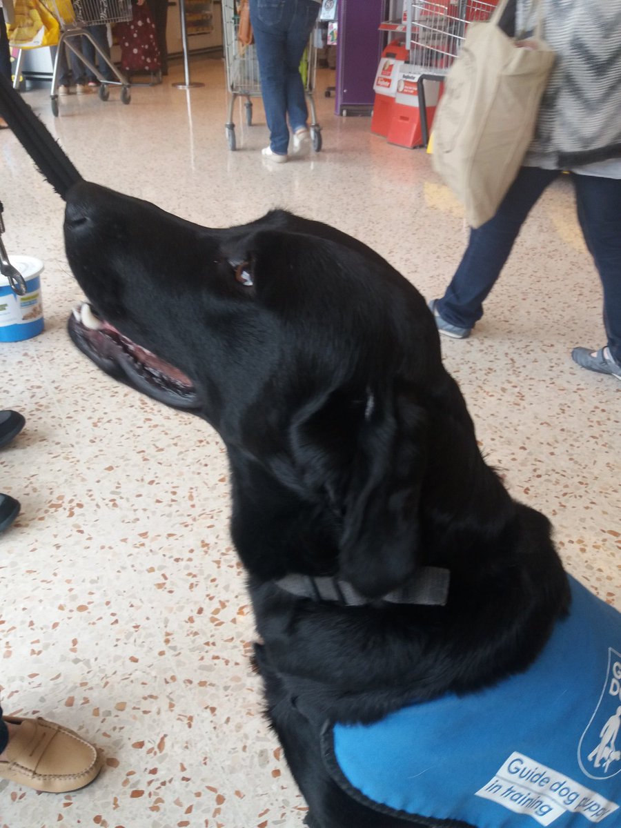 saramo's tweet image. This beauty name of Polly just got my donation.....#SupportGuideDogs