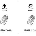 そろそろ蝉ファイナルの時期だから蝉の生死を見分ける方法を学ぼう!