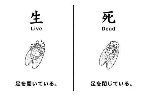 そろそろ蝉ファイナルの時期だから蝉の生死を見分ける方法を学ぼう！