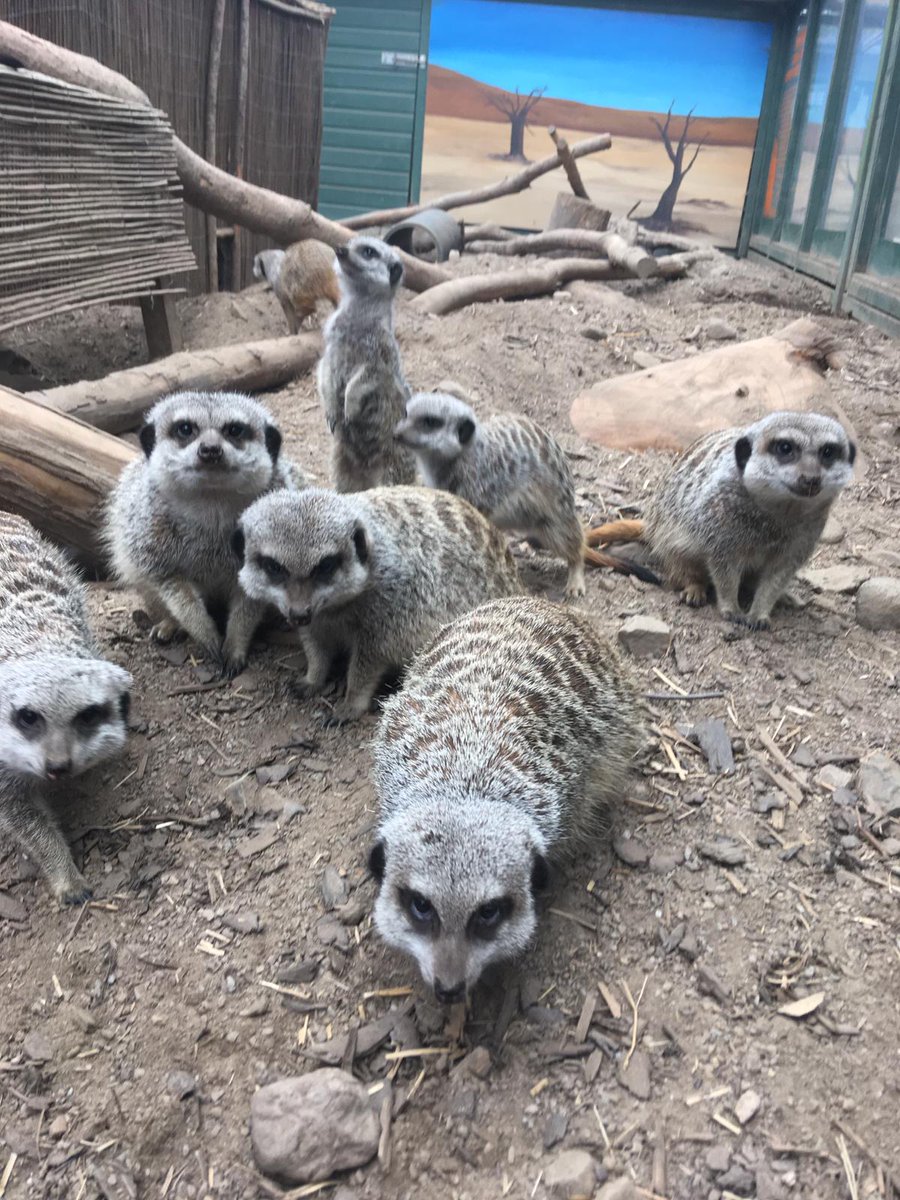 TropicalWorldLK's tweet photo. Our cool meerkats!!!#tropical world https://t.co/AJQOSH5wIf