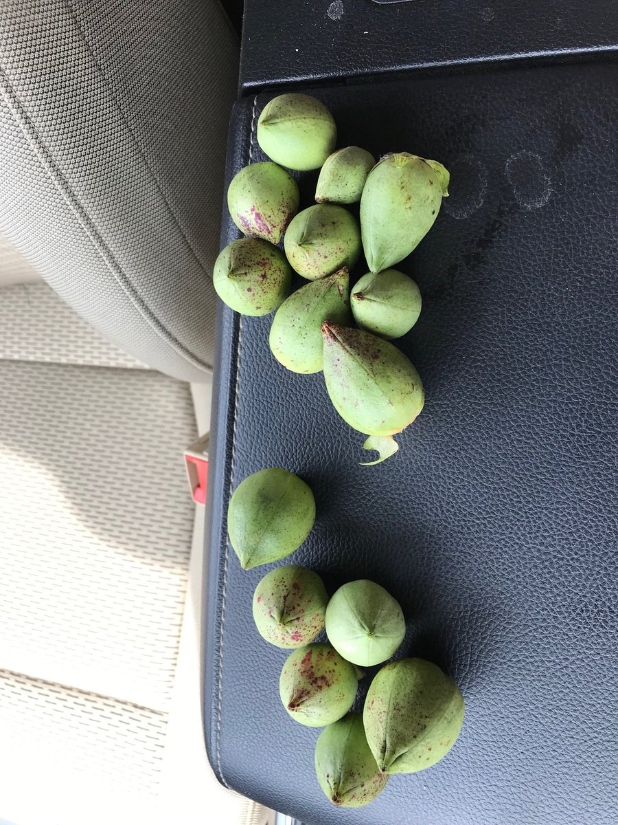 #Stoneville 5600 planted April 27th cutting out in Crockett County. Lots of 5 lock bolls! Excited to see the results #Stoneville #GrowSomeBolls #basftweets