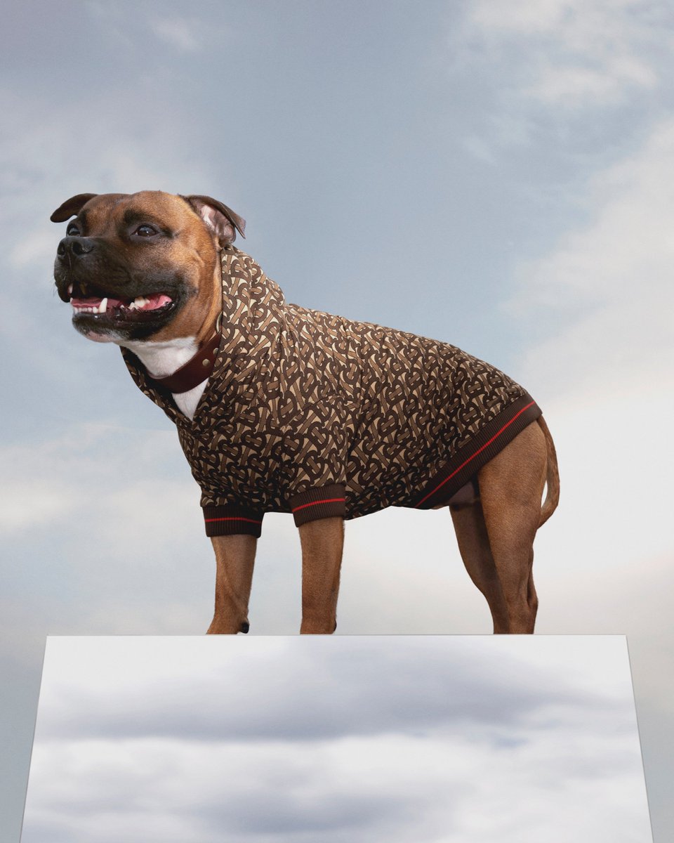 burberry dog hoodie