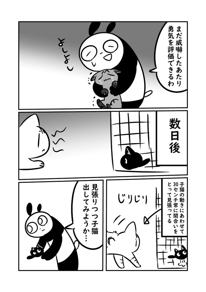 子猫が来た話　子猫に逃げ惑う上二匹です　#ぬら次郎日記 