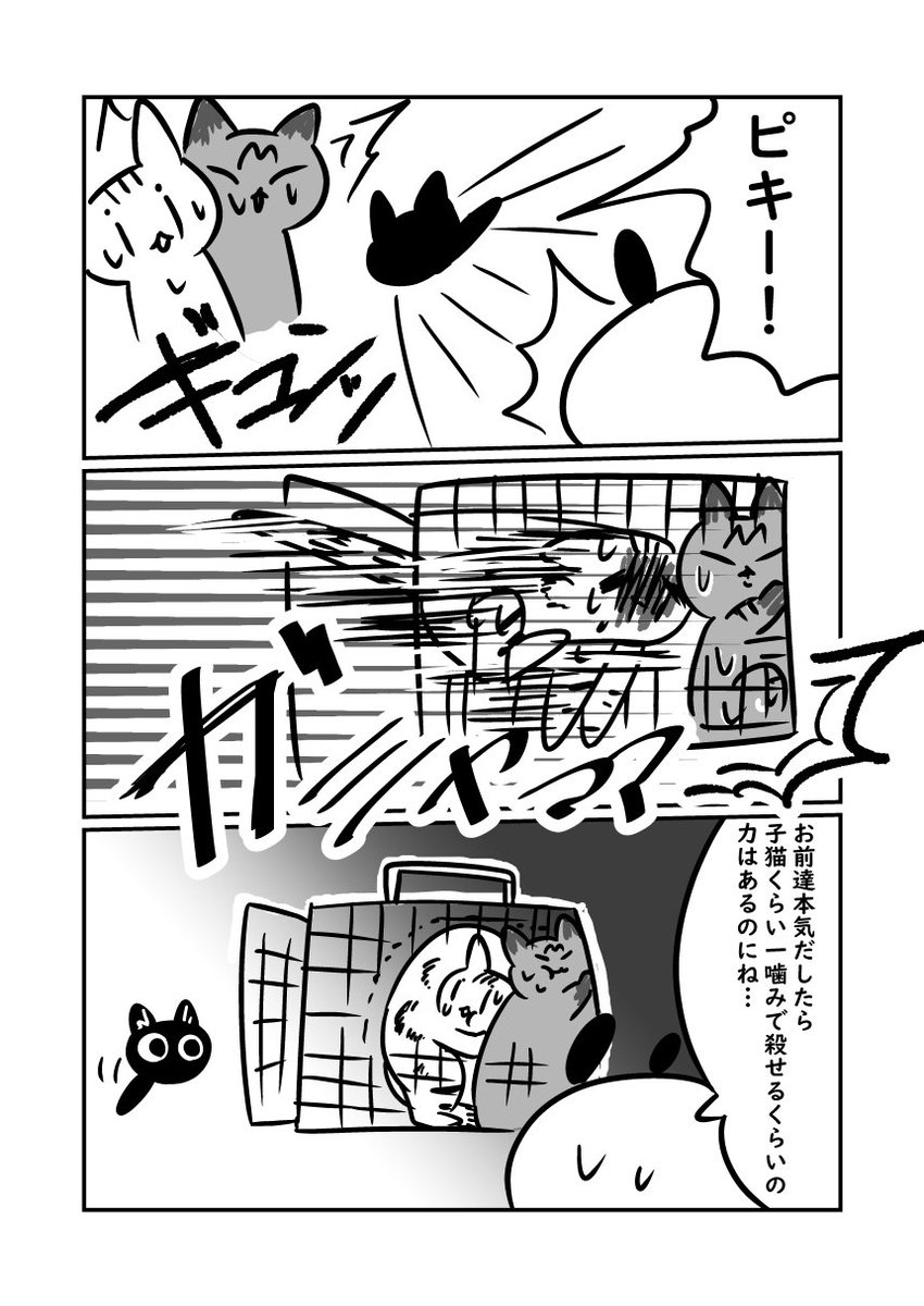 子猫が来た話　子猫に逃げ惑う上二匹です　#ぬら次郎日記 