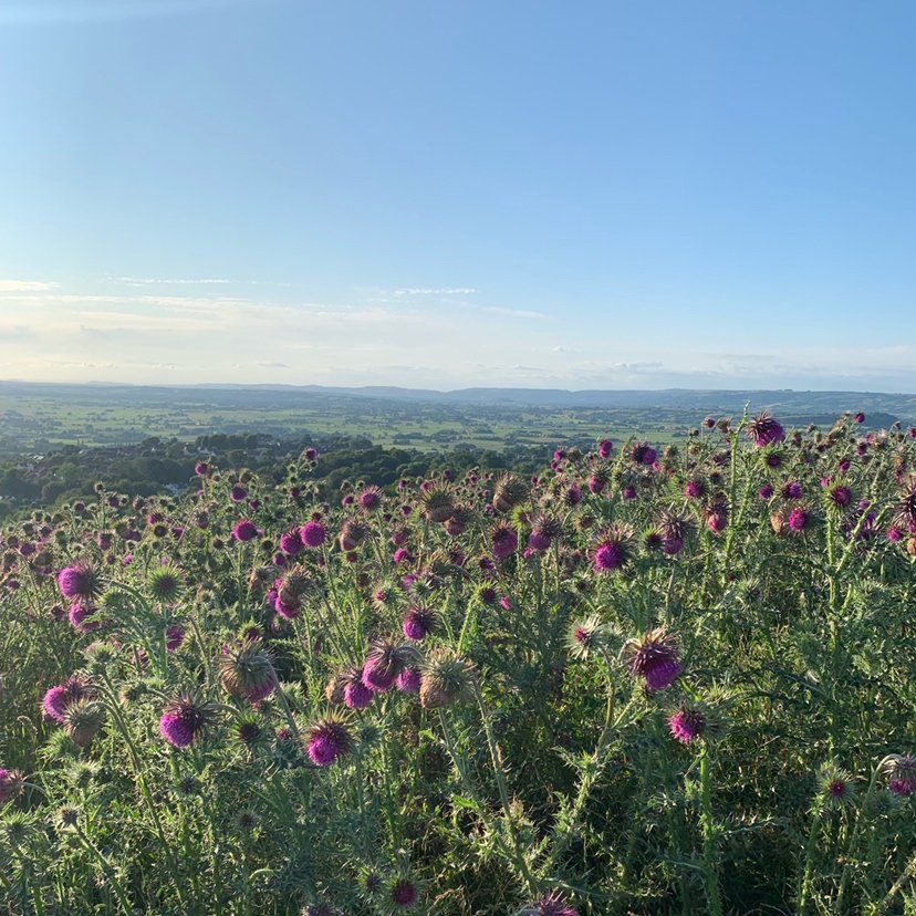 SomersetTC's tweet photo. We are really looking forward to our team event next month! A 20-mile walk across the Mendip's to celebrate our birthday and raise some money for @HEADogRescue. Although we are praying the weather improves... 🙏 #britishsummertime #fundariser #teamevent https://t.co/lwvs3HkzGK