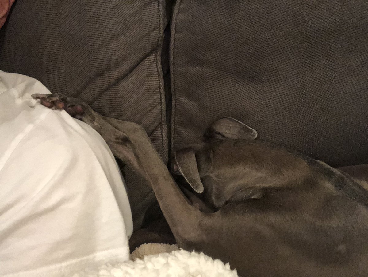Hi Pals, Sorry I hadn’t been on much. Keeping pops company, wanna make sure he doesn’t get away while me snoozin.... <a href="/RemydogIG/">Mr. Maddox McClain</a> <a href="/DaisyTheGrey/">TwirlyTwyla 🌪</a> <a href="/jdpoohbear/">Jill F n my 3 pups🇺🇸🇺🇦</a> @GreyhoundMickey  <a href="/Grandma_Bobbins/">Grandma Bobbins</a> <a href="/DelilahsMama3/">🏖Janet Cross🐶💛💙</a> <a href="/cori_berman/">Cheezy & Cori 🌻</a> <a href="/mandy1965/">Mandy Lopez</a> <a href="/antoniabv/">Antonia</a>  @HollyBobsHound <a href="/Grandma_Bobbins/">Grandma Bobbins</a>