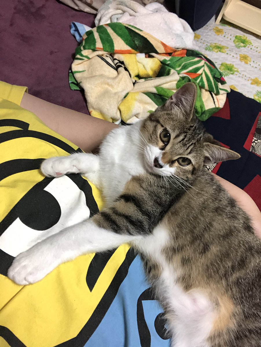 わんこをかわいがっていたことが猫様にバレた瞬間の写真 すごく怒ってらっしゃる 匂いに敏感だから Togetter