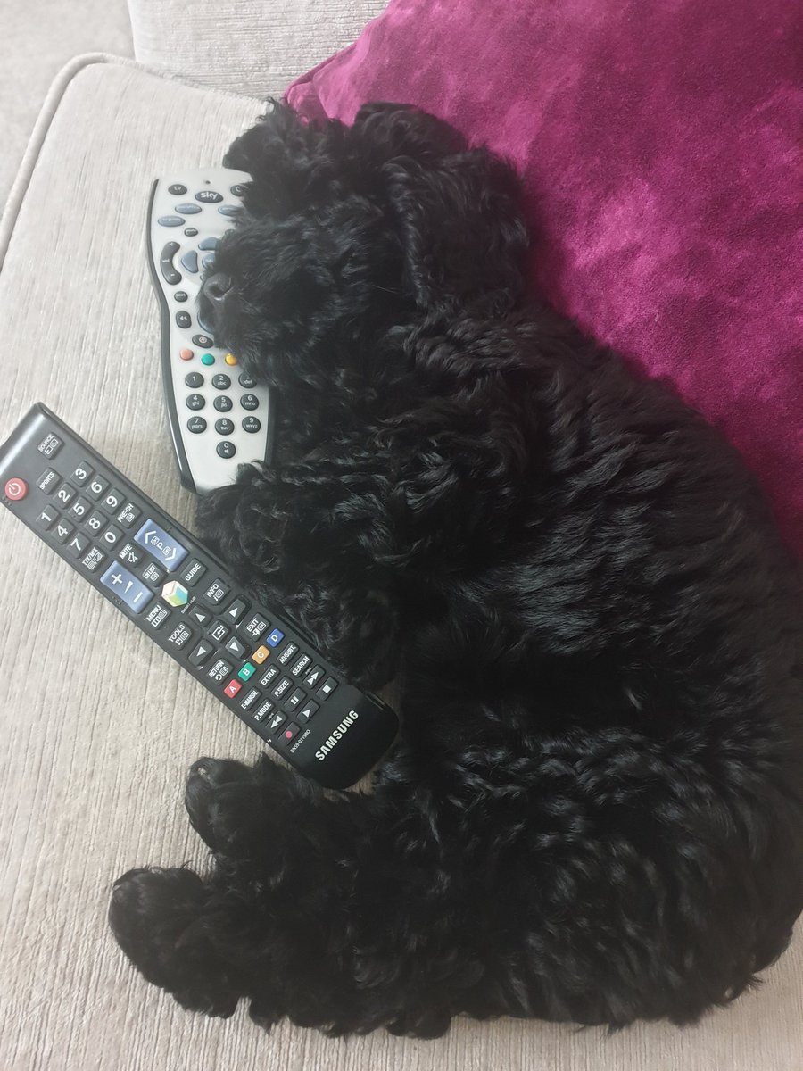 Reading the The Economist, drinking a cup of tea and then having a nap without relinquishing control of the remotes #puppylife 🐾❤