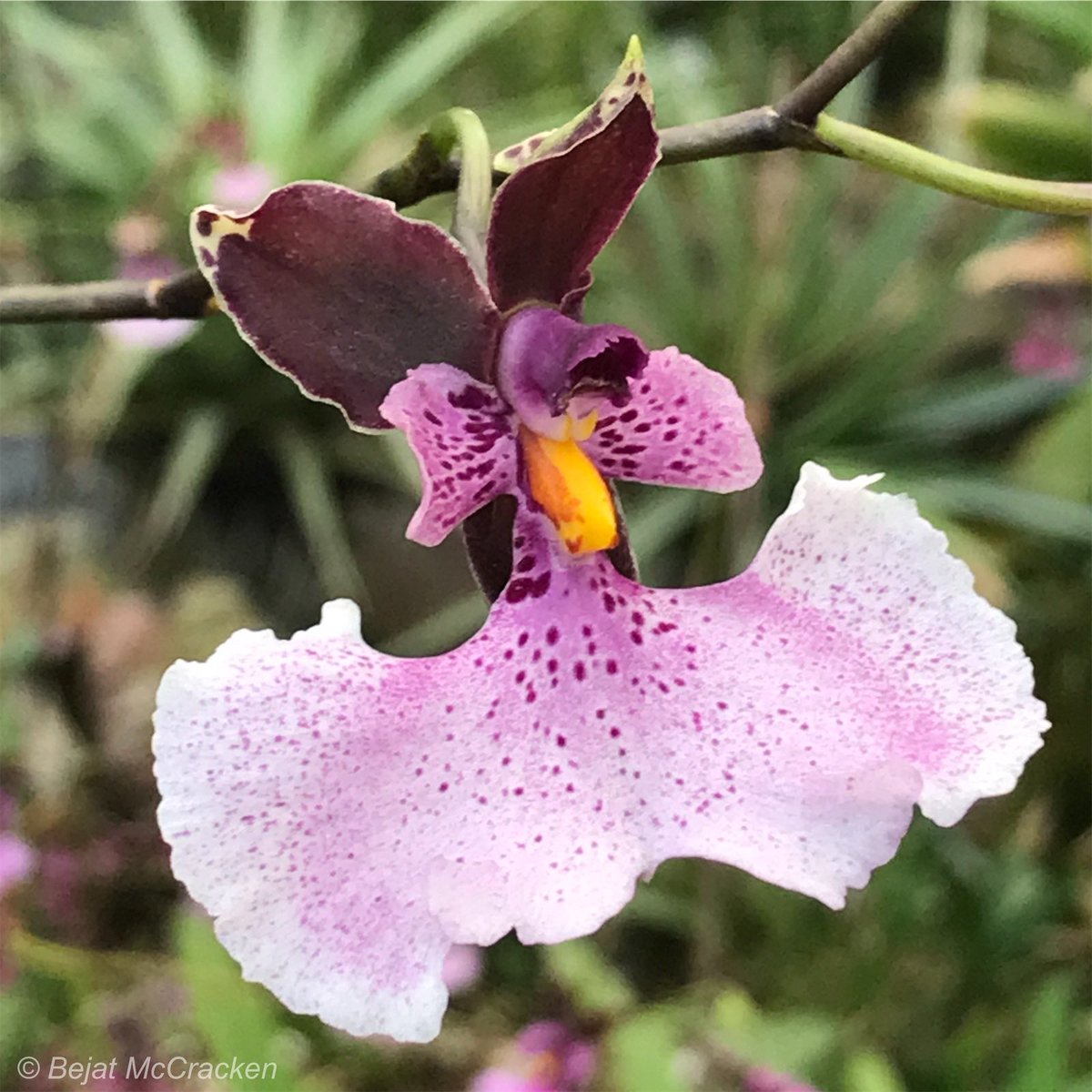 #GoodMorning 
Did you know that 90% of the #orchid species in the world are found in tropical environments? More than half of orchids are epiphytic plants. 
#Caucaea #Orchidaceae #Flora  #DiscoverEcuador #EcuadorIsAllYouNeed #iPhonePhoto #BejatMcCrackenEnvironmentalArtStudios