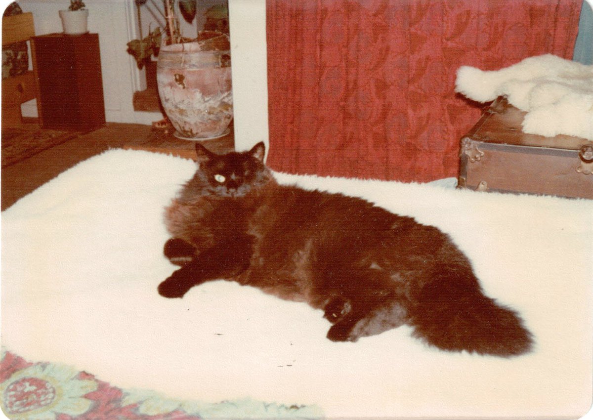 Black Cat Appreciation Day? OK. We's remembering mum's beloved Sneaker, who was her very first furrrrriend after she moved out on her own. She misses her to this day.