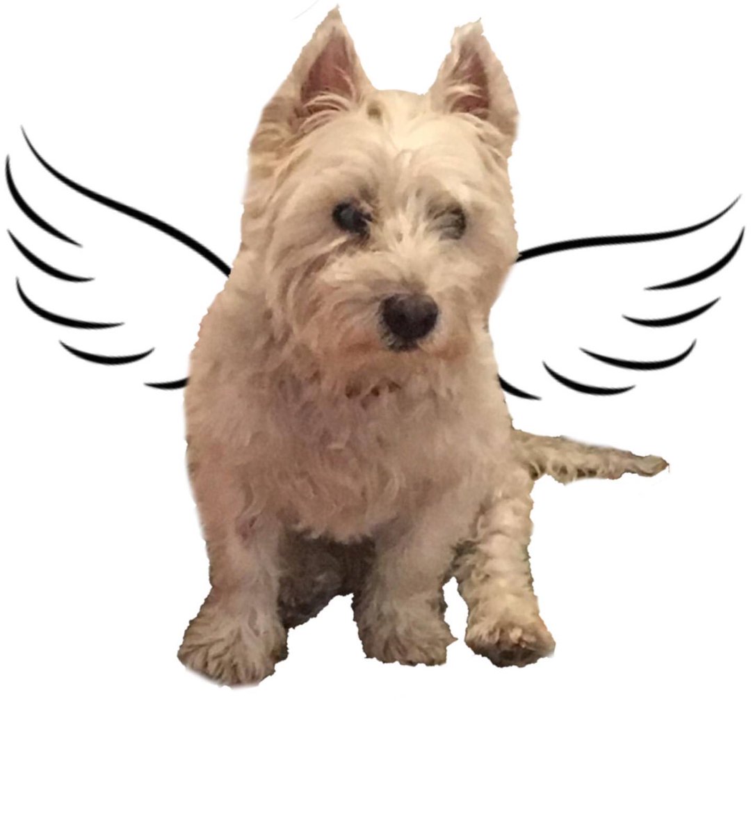 Kellin_92's tweet photo. 🐾 Lucky | January 1st 2007- August 17th 2019 🐾

#rip #lucky #westhighlandwhiteterrier #westhighlandterrier #westie #dogsoftwitter #rainbowbridge https://t.co/3BfhXe9Yh5