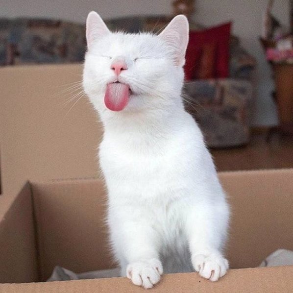 TodayCat1's tweet image. Nothing to add ... 😹😹 #cute #cat #cats #kitten #kitty #kittens #caturday