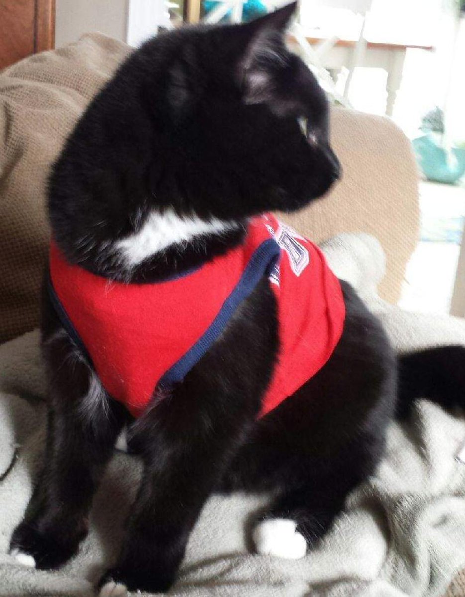 DimathewPamela's tweet photo. @Kvverra Love my black cat!  🐾❤️😻 https://t.co/Q8QqNqivhQ