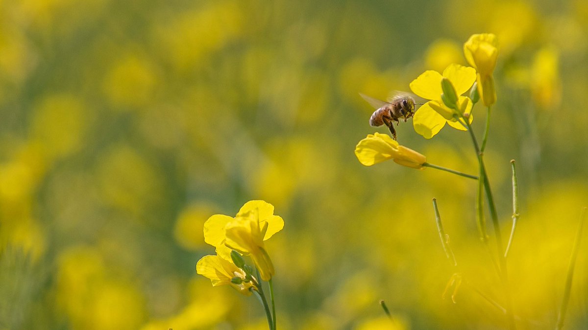 prampairshed's tweet photo. We are happy to celebrate #HoneyBeeDay with the honey producers in the #PeaceRiver #Falher #Guy #StIsidore area, the Honey Capital of Canada. We are monitoring #HealthyAir for people, the environment and the #honeybees too! https://t.co/DeDVAuJdA2