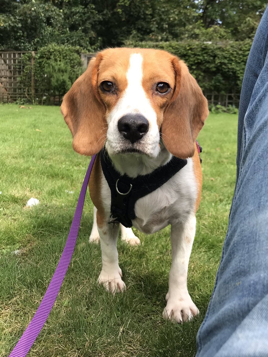 Mama! I am showing you my best side! #elletherescue #beagle