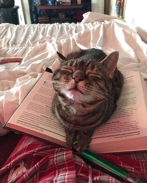 How I feel when Caturday is over 😹

🔔 Don't miss out on any post - turn notifications ON

#caturday #catlove #puppylove #houseofcats #kittycat