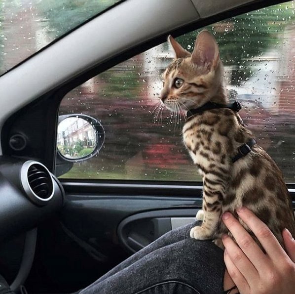 Kitten on board ⚠️😻 #ilovemycat #instacat #kitten #kittens #kittensofinstagram