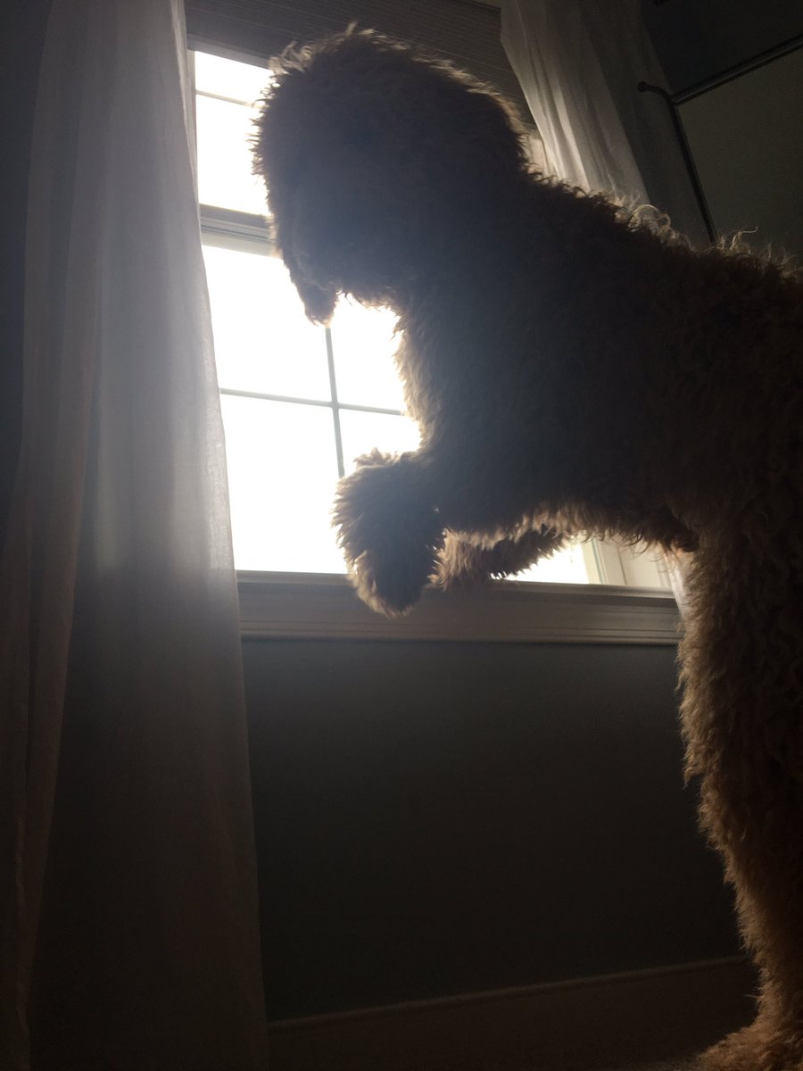 i just took this picture of my dog and i’m TERRIFIED WHY DOES HE LOOK SO WIERD