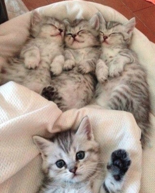 Welovekitten2's tweet photo. …but first, let me take a selfie 😹❤️ #CatsOfTwitter #catsofinstagram #catstagram #catlovers #ilovecats https://t.co/gmYHNHGcJk