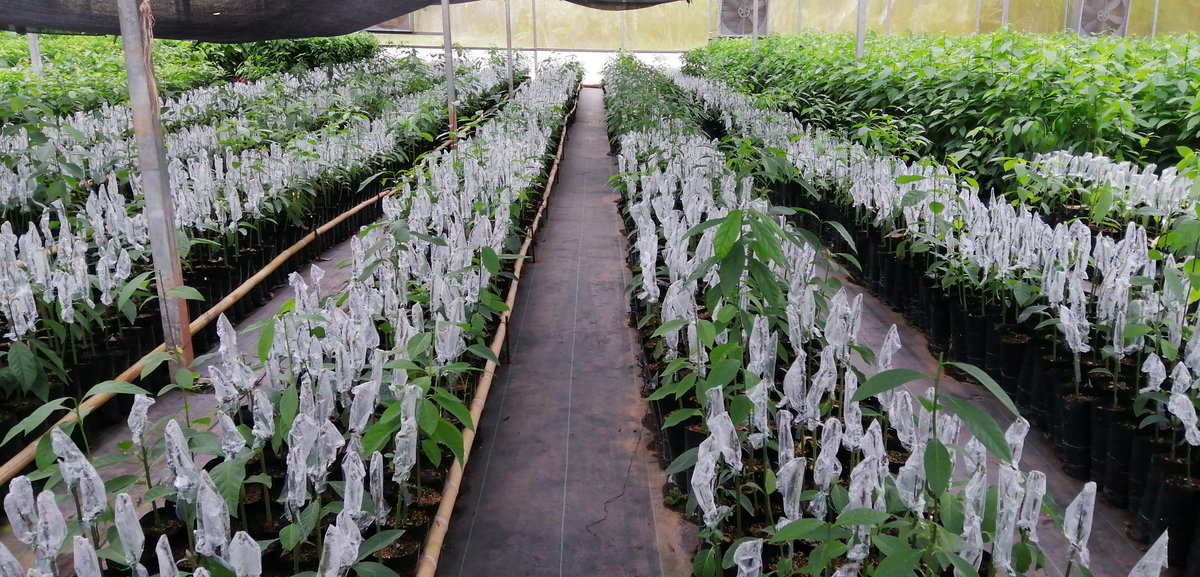 ADOLFOSEN2's tweet photo. Agradecidos por la visita a nuestra operación en Panamá por parte del equipo del Mida, Oirsa: Panamá, Costa Rica y El Salvador.
GRUVASA producción certificada de Limón Persa y Aguacate con alta tecnología y genética en Panamá.
#gruvasa #vivero #citricos https://t.co/FUjkQLEQke