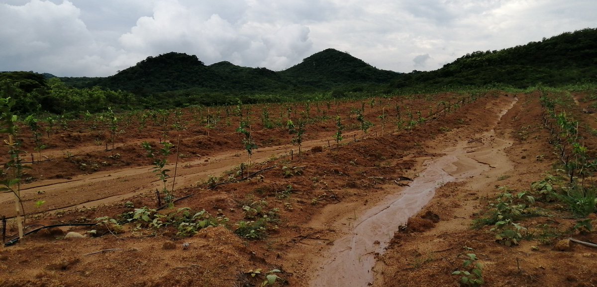 ADOLFOSEN2's tweet photo. Agradecidos por la visita a nuestra operación en Panamá por parte del equipo del Mida, Oirsa: Panamá, Costa Rica y El Salvador.
GRUVASA producción certificada de Limón Persa y Aguacate con alta tecnología y genética en Panamá.
#gruvasa #vivero #citricos https://t.co/FUjkQLEQke
